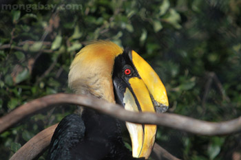 Great Hornbill