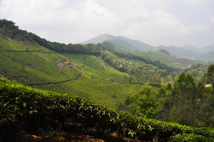 Munnar, Kerala, India