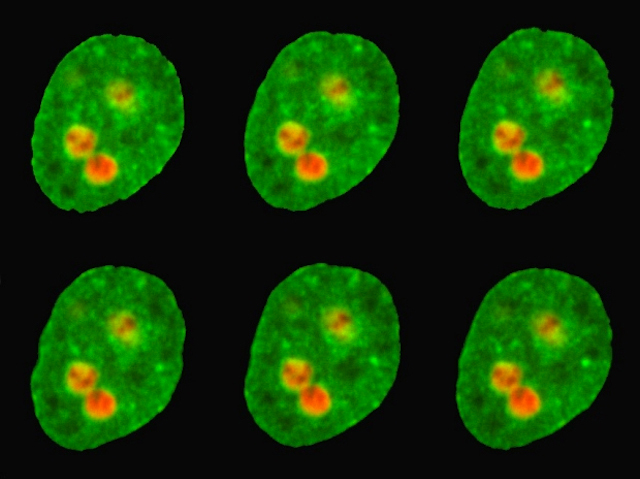 Fusing Droplets