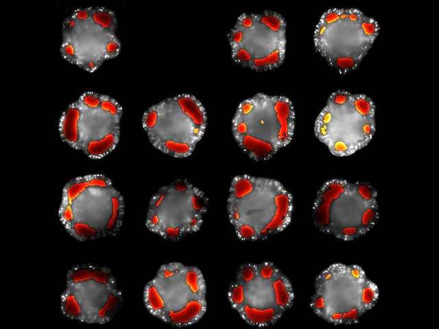 BPoD | See Organoids Organise