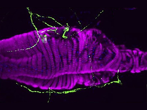 What's Under Maintenance