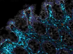 Regeneration Restored