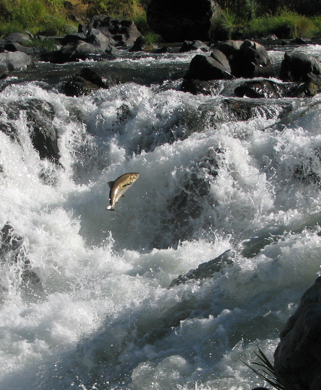 Witness the Elwha River Restoration