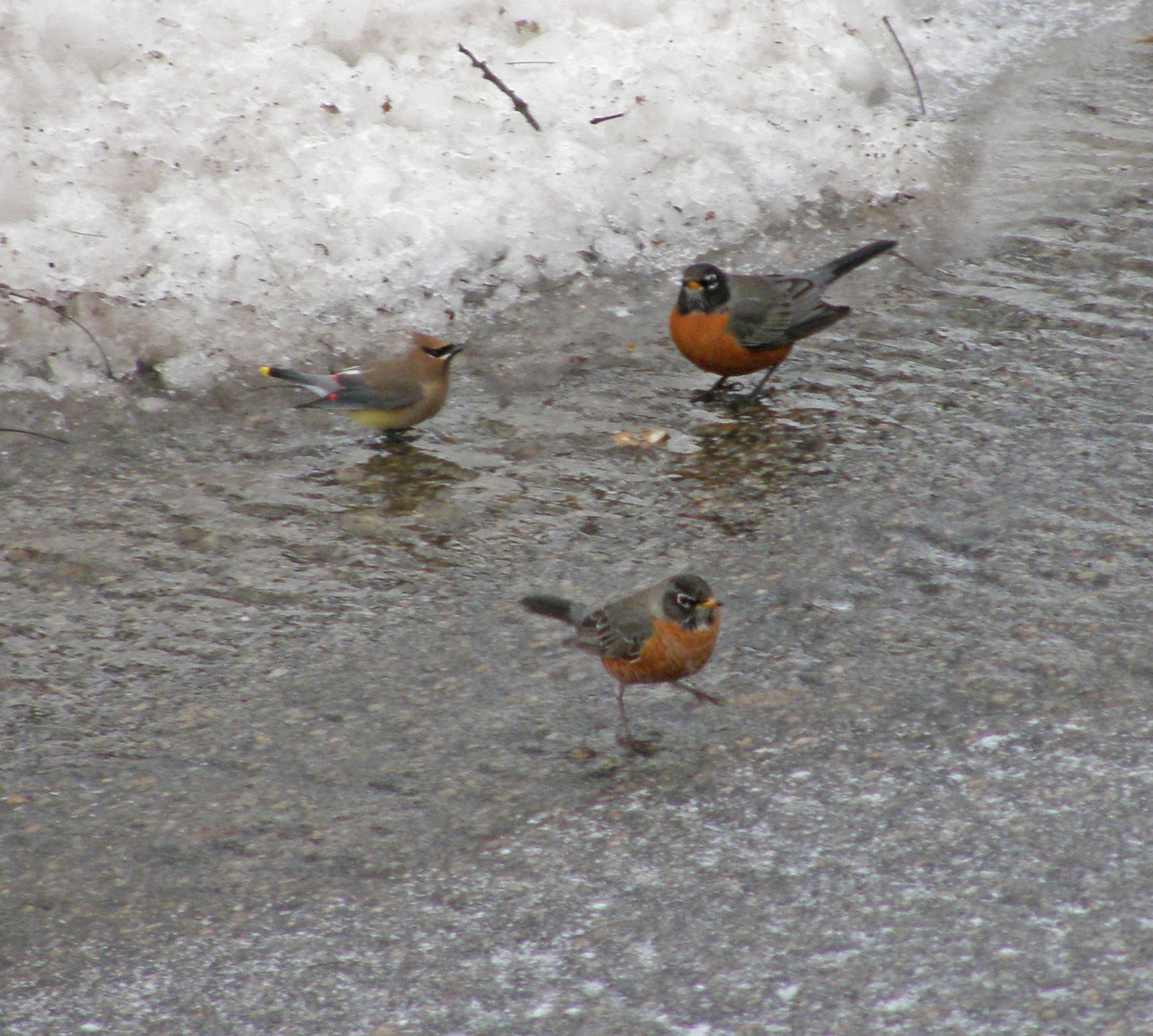 Promise of Spring