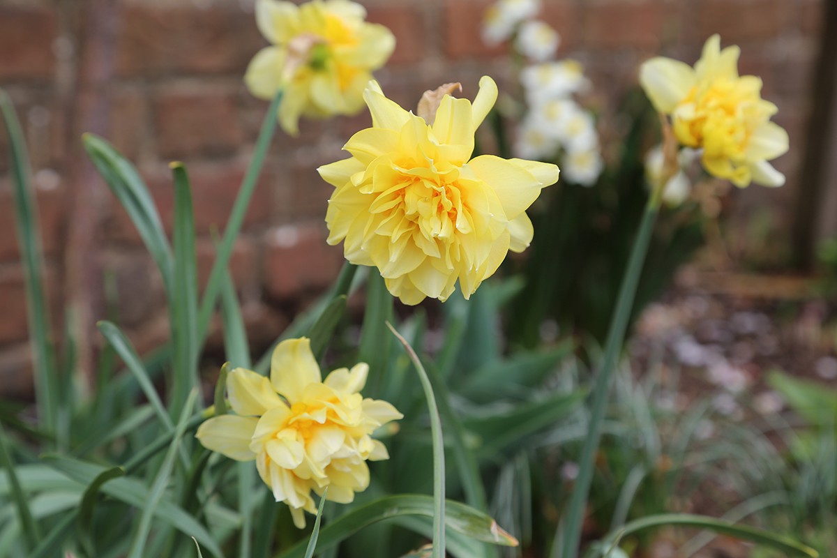 What&rsquo;s in Bloom in the Spring? · George Washington&rsquo;s Mount Vernon