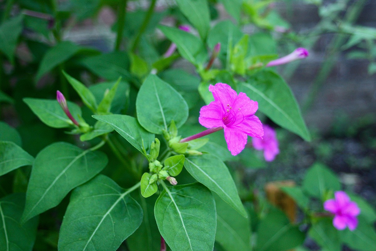 What's in Bloom? · Washington's Mount Vernon