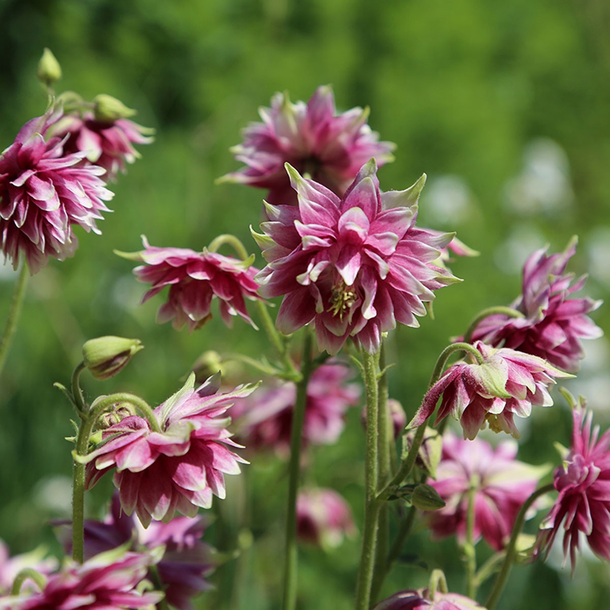 Mount Vernon Historic Plant and Garden Sale · Washington's Mount