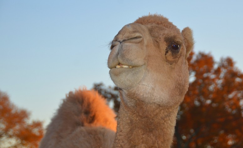 camel george washington s