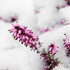 Snow-spring-heather-0043_medium
