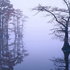 Exiledtree_medium