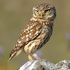 Owl_medium