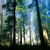 Treetop_large