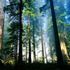 Treetop_medium
