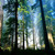 Treetop_small