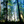Treetop_tiny