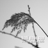 Fishingrod_medium