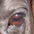 Eyeball_medium