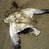 Dead_bird_medium
