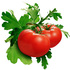 Tomatoes_medium