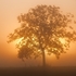 Filtered_light_tree_medium