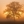 Filtered_light_tree_tiny
