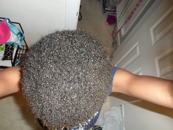 2 months after big chop - Afro, Readers, Female, Teen hair, Black hair hairstyle picture