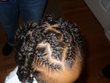nylas twists - 4a
