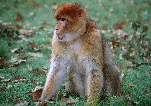 How the birth control pill messes up mutual attraction pheromones Natural womanhood