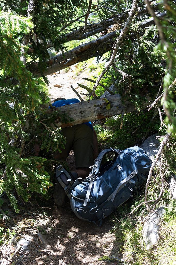 Arlo tunneling under a fallen tree. There’s actually a spur trail that leads around the tree but we were too airheaded to see it on the way up. I blame Arlo for all our troubles though since he’s always in the lead.