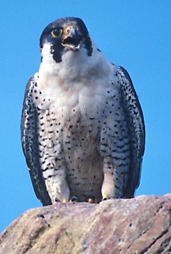 Falcon