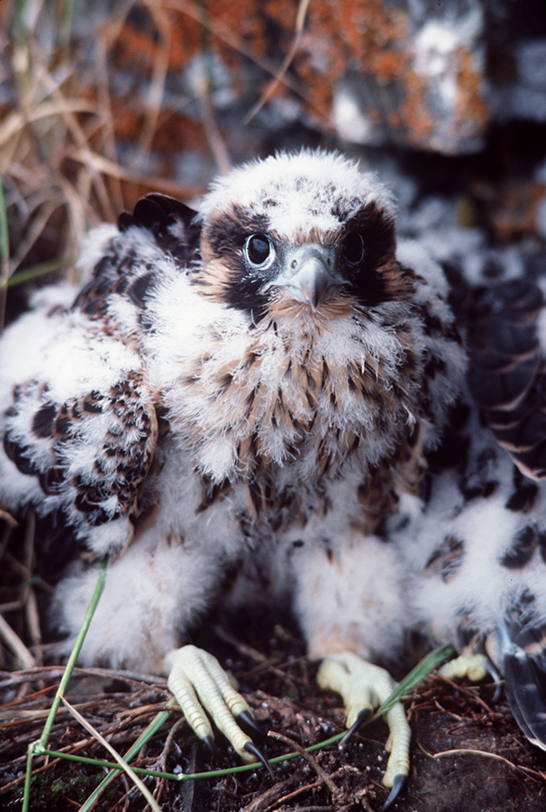 Falcon