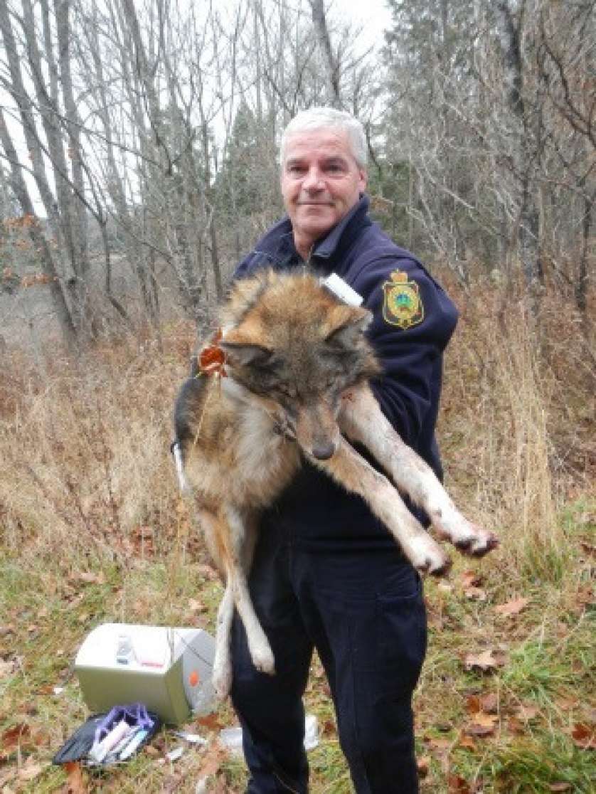 coyote