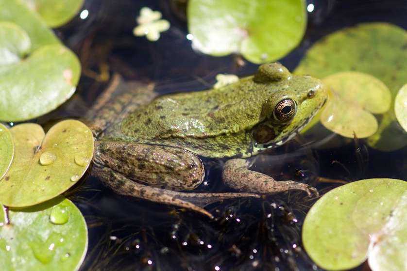 Les choristes de la nature