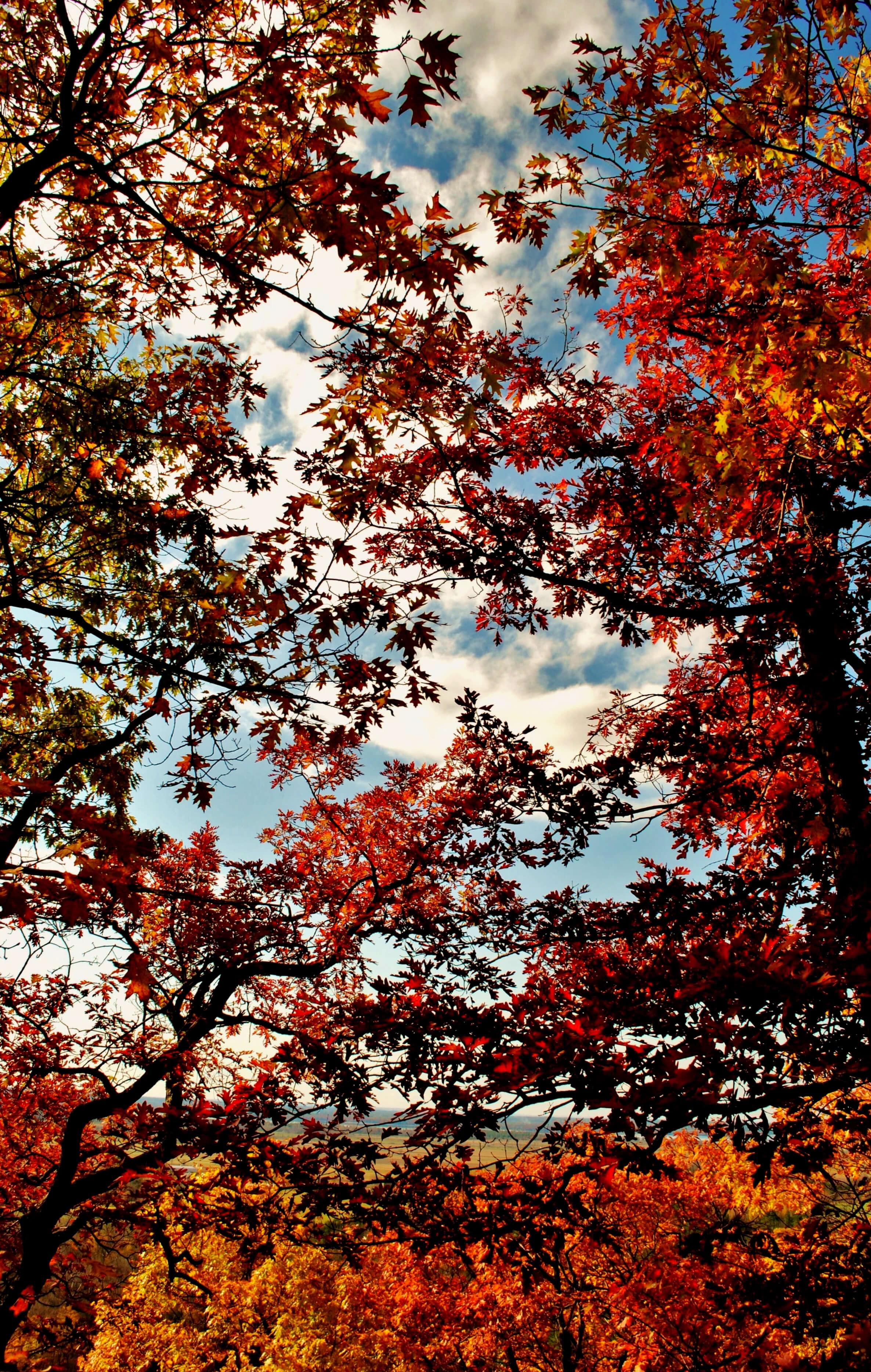 Coloris automnal