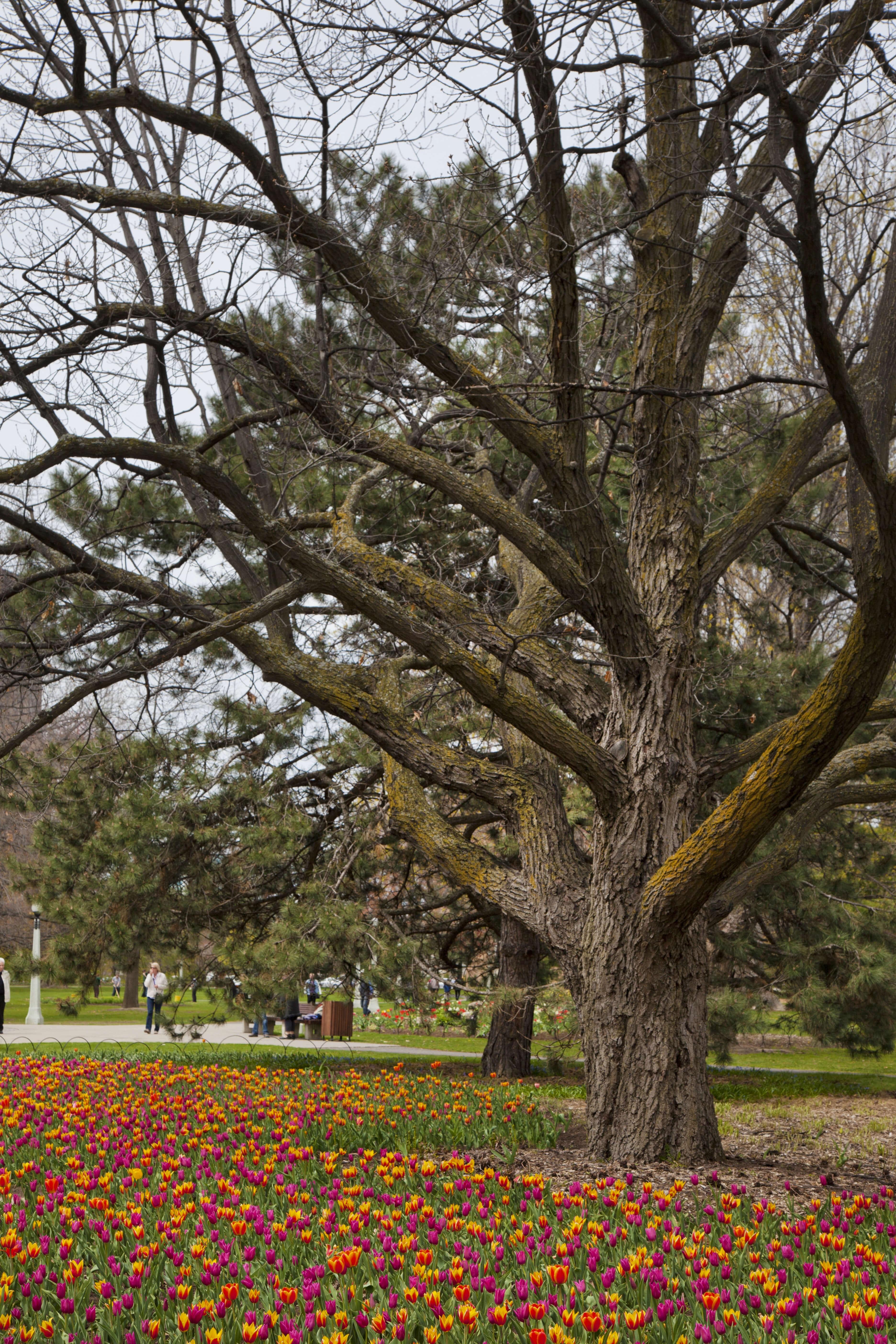 arbre remarquable