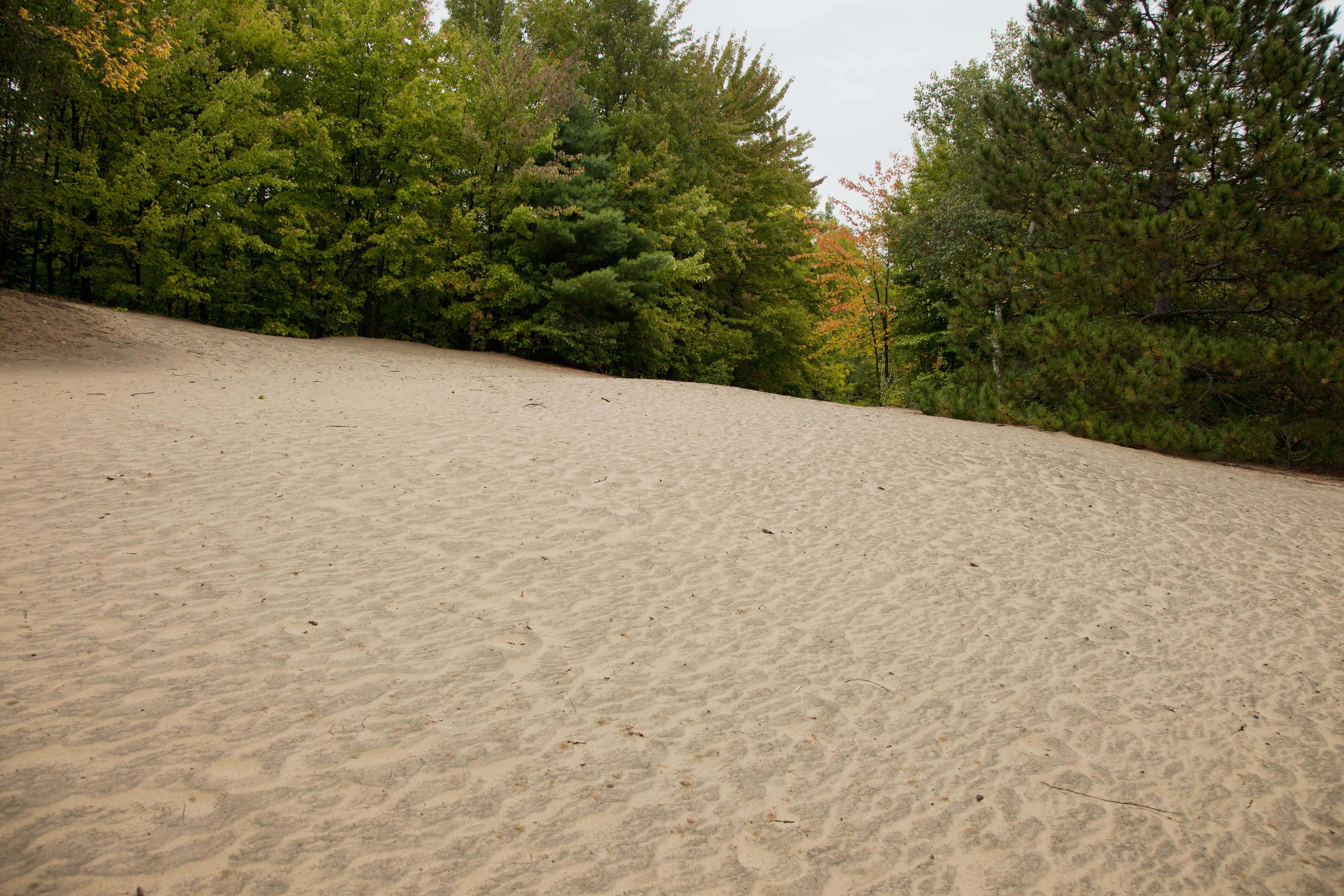 Les dunes de sable de la forêt Pinhey