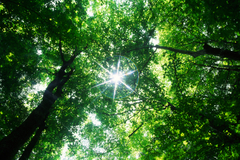 Atlanta_chosewood_park