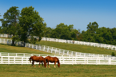 Louisville_horse_farm