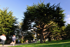 Monterey-park-ca