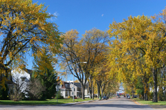 Neighborhood_street
