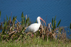 North-orange-orlando