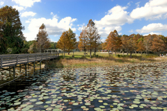 Orlando_lake