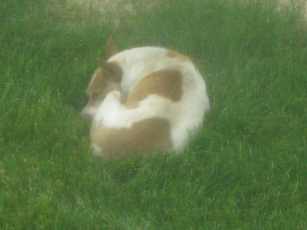 Stray Dog