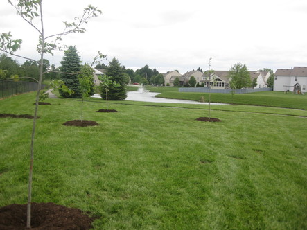 We planted trees along the path near the lakes.