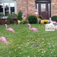 Zeinen_flocking_thumb