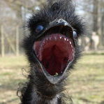 EmuZombie