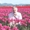 Dwightskagitspring_small_thumb