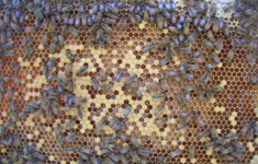 Honey-bees-new-scientist-235x150_column