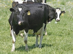 Cows_column
