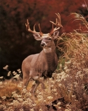 http://s3.amazonaws.com/nlink/photos/11320/deer2.jpg?AWSAccessKeyId=AKIAJODKKJAWTTFD34BQ&Expires=1786869979&Signature=pdFFMj68WcQBq5kmDsFq3bthISE%3D
